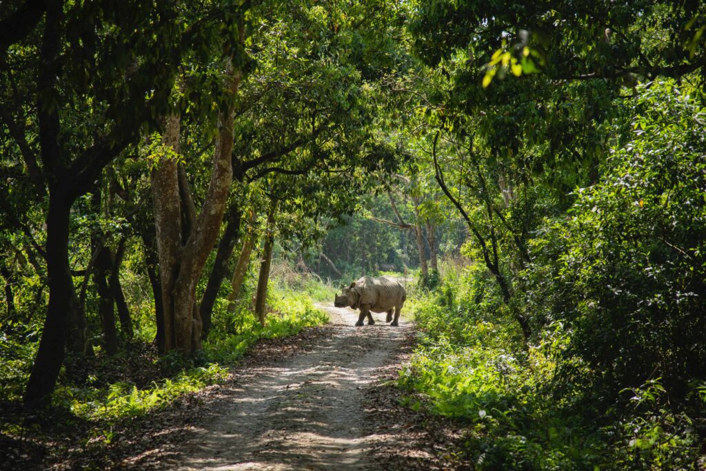 One horned Rhino spotted at Chitwan National Park for things to do in Chitwan